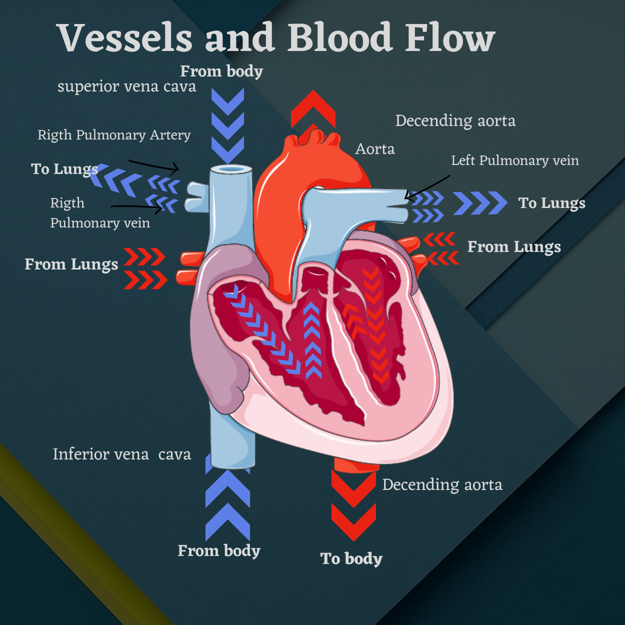 Heart Chambers EMS Study Guide 